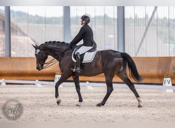 Hannoveraner, Wallach, 9 Jahre, 174 cm, Schwarzbrauner