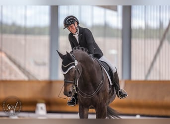 Hannoveraner, Wallach, 9 Jahre, 174 cm, Schwarzbrauner