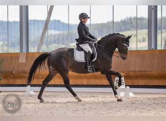 Hannoveraner, Wallach, 9 Jahre, 174 cm, Schwarzbrauner