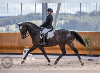 Hannoveraner, Wallach, 9 Jahre, 174 cm, Schwarzbrauner