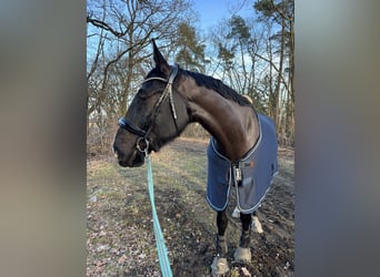 Hannoveraner, Wallach, 9 Jahre, 174 cm, Schwarzbrauner