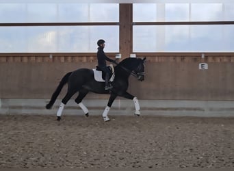 Hannoveraner, Wallach, 9 Jahre, 174 cm, Schwarzbrauner