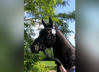 Hannoveraner, Wallach, 9 Jahre, 174 cm, Schwarzbrauner