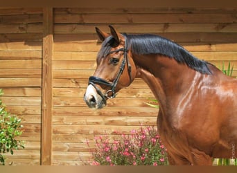 Hannoveraner, Wallach, 9 Jahre, 175 cm, Brauner