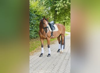 Hannoveraner, Wallach, 9 Jahre, 175 cm, Brauner