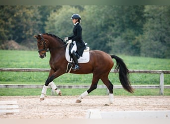 Hannoveraner, Wallach, 9 Jahre, 175 cm