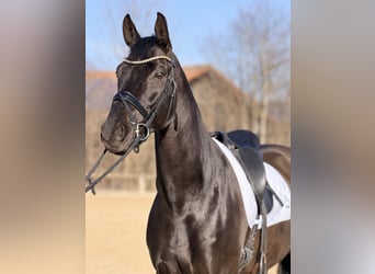 Hannoveraner, Wallach, 9 Jahre, 175 cm, Dunkelbrauner