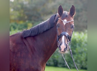 Hannoveraner, Wallach, 9 Jahre, 175 cm, Dunkelfuchs