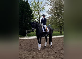Hannoveraner, Wallach, 9 Jahre, 175 cm, Schwarzbrauner