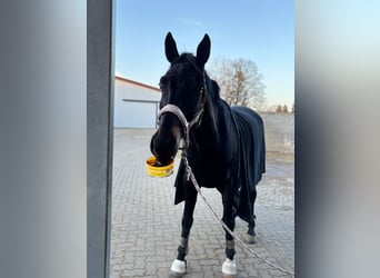 Hannoveraner, Wallach, 9 Jahre, 175 cm, Schwarzbrauner