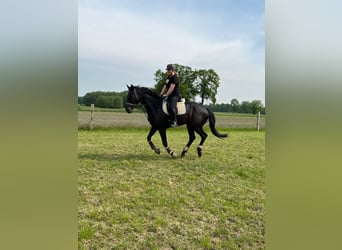 Hannoveraner, Wallach, 9 Jahre, 175 cm, Schwarzbrauner