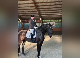 Hannoveraner, Wallach, 9 Jahre, 175 cm, Schwarzbrauner