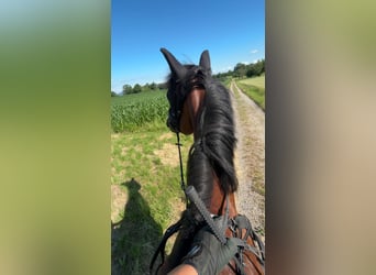 Hannoveraner, Wallach, 9 Jahre, 176 cm, Apfelschimmel