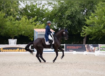 Hannoveraner, Wallach, 9 Jahre, 176 cm