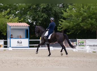 Hannoveraner, Wallach, 9 Jahre, 176 cm