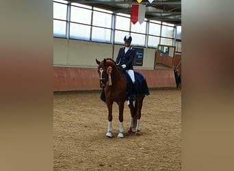 Hannoveraner, Wallach, 9 Jahre, 176 cm, Fuchs