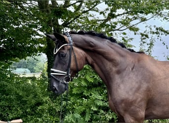 Hannoveraner, Wallach, 9 Jahre, 176 cm, Schwarzbrauner