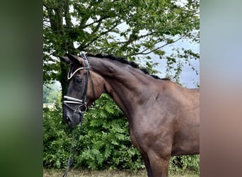 Hannoveraner, Wallach, 9 Jahre, 176 cm, Schwarzbrauner