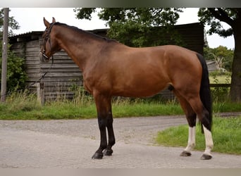 Hannoveraner, Wallach, 9 Jahre, 177 cm, Brauner