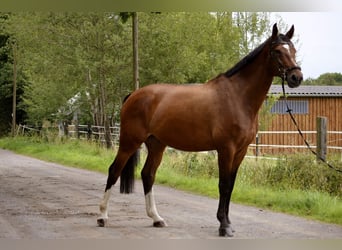 Hannoveraner, Wallach, 9 Jahre, 177 cm, Brauner