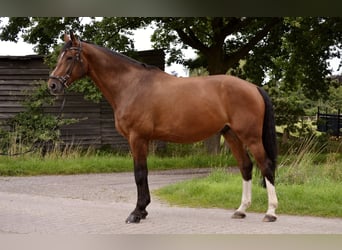 Hannoveraner, Wallach, 9 Jahre, 177 cm, Brauner