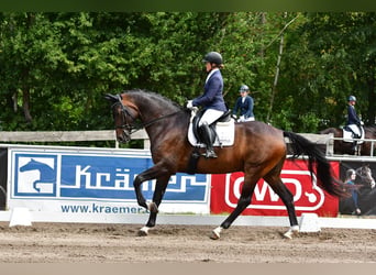 Hannoveraner, Wallach, 9 Jahre, 177 cm, Dunkelbrauner