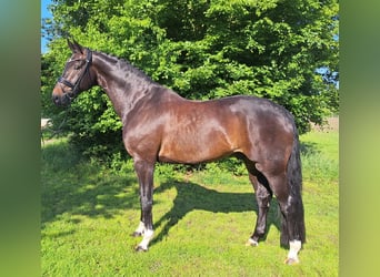 Hannoveraner, Wallach, 9 Jahre, 178 cm, Dunkelbrauner