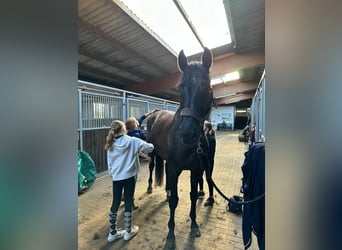 Hannoveraner, Wallach, 9 Jahre, 178 cm, Schwarzbrauner
