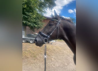 Hannoveraner, Wallach, 9 Jahre, 179 cm, Rappe