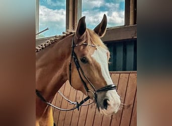 Hannoveraner, Wallach, 9 Jahre, 180 cm, Fuchs