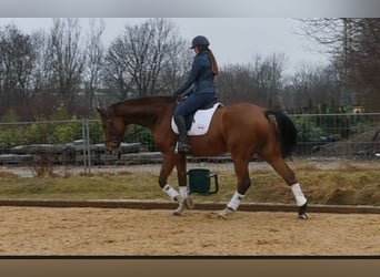 Hannoveraner, Wallach, 9 Jahre, 185 cm, Brauner