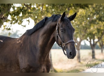 Hannoveraner, Wallach, 9 Jahre, 185 cm, Schwarzbrauner