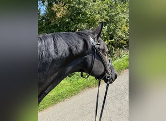 Hannoveraner, Wallach, 9 Jahre, Rappe