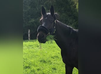 Hannoveraner, Wallach, 9 Jahre, Schwarzbrauner