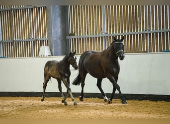 Hannoveraner, Wallach, Fohlen (05/2025), 173 cm, Rappe
