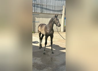 Hannoveraner, Wallach, Fohlen (05/2025), 173 cm, Rappe