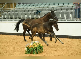 Hannoveraner, Wallach, Fohlen (05/2025), 173 cm, Rappe