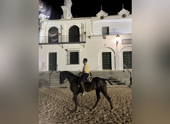 Hannoveriano, Caballo castrado, 10 años, 164 cm, Negro