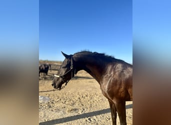 Hannoveriano, Caballo castrado, 10 años, 164 cm, Negro