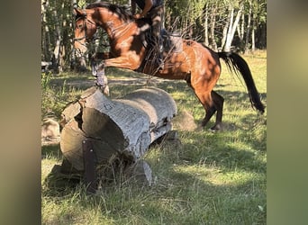 Hannoveriano, Caballo castrado, 10 años, 165 cm, Castaño