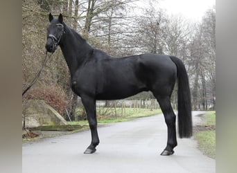 Hannoveriano, Caballo castrado, 10 años, 165 cm, Negro