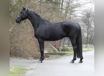 Hannoveriano, Caballo castrado, 10 años, 165 cm, Negro