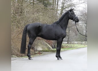 Hannoveriano, Caballo castrado, 10 años, 165 cm, Negro