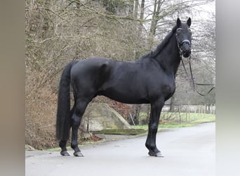 Hannoveriano, Caballo castrado, 10 años, 165 cm, Negro