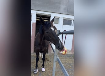 Hannoveriano, Caballo castrado, 10 años, 166 cm, Negro