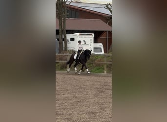 Hannoveriano, Caballo castrado, 10 años, 166 cm, Negro