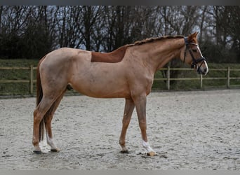 Hannoveriano, Caballo castrado, 10 años, 167 cm, Alazán