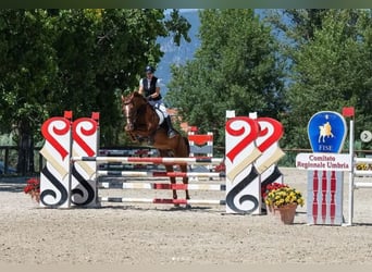 Hannoveriano, Caballo castrado, 10 años, 167 cm, Alazán