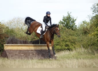 Hannoveriano, Caballo castrado, 10 años, 167 cm, Castaño