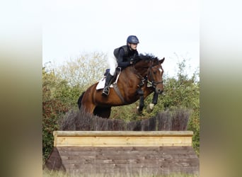 Hannoveriano, Caballo castrado, 10 años, 167 cm, Castaño